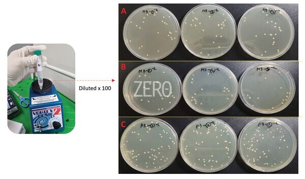 Figure2. Vortex mixing and spread plating results of Candida albicans in different experimental group. (A; Heat polymerization group, B; Milling group, C; 3D printing group)